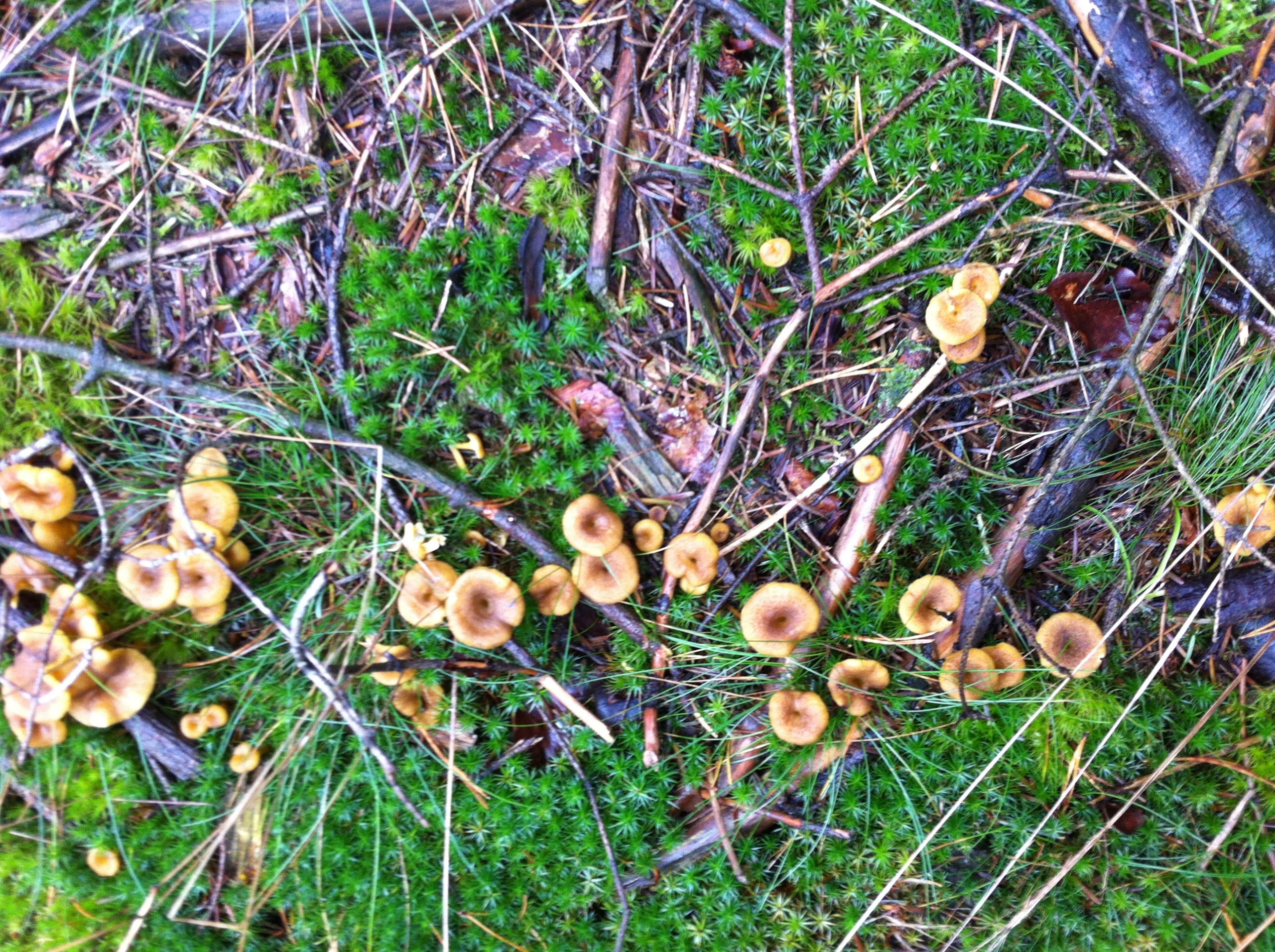 Tragtkantareller
